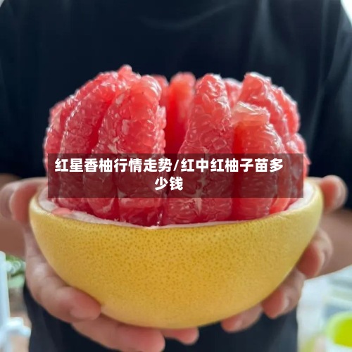 红星香柚行情走势/红中红柚子苗多少钱