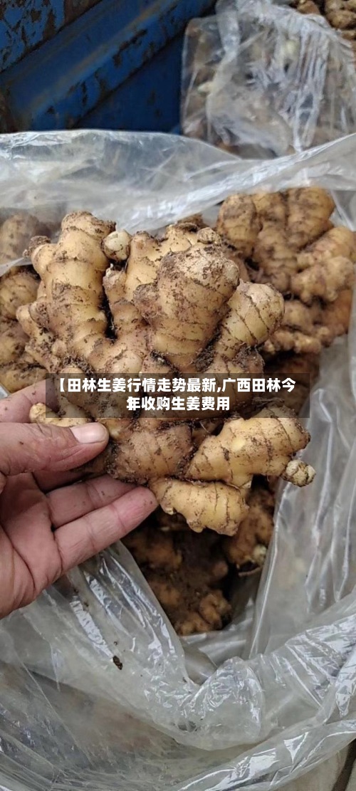 【田林生姜行情走势最新,广西田林今年收购生姜费用】-第2张图片
