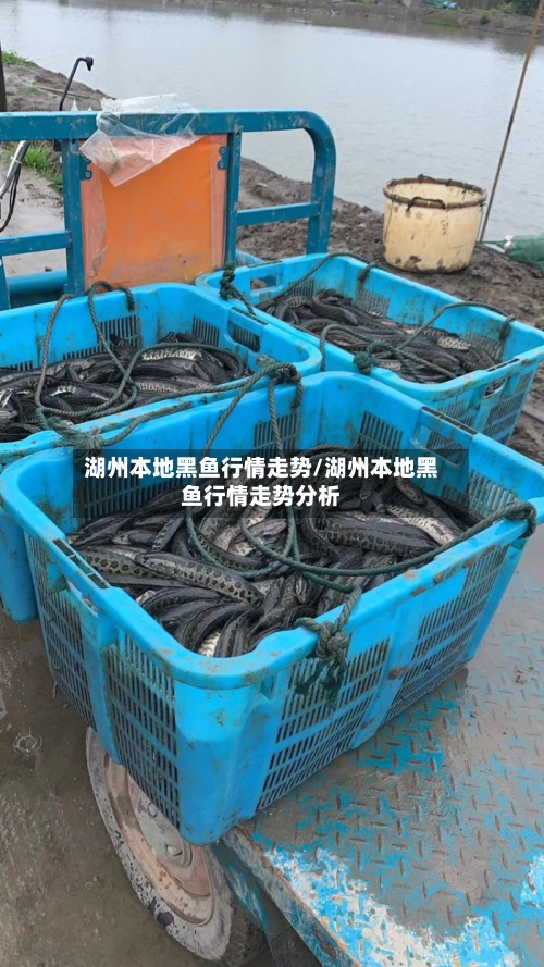 湖州本地黑鱼行情走势/湖州本地黑鱼行情走势分析-第2张图片