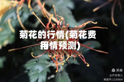 菊花的行情(菊花费用
行情预测)-第2张图片
