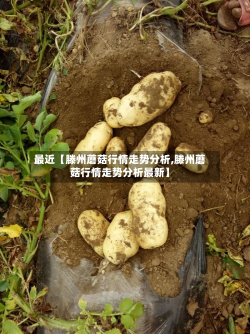 最近【滕州蘑菇行情走势分析,滕州蘑菇行情走势分析最新】