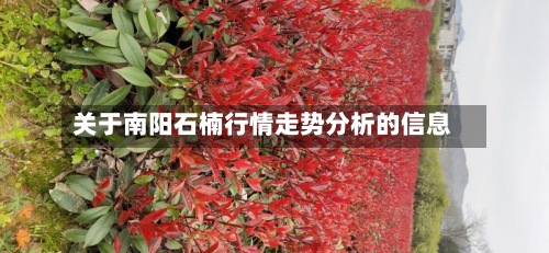 关于南阳石楠行情走势分析的信息-第3张图片