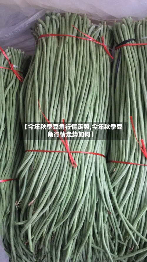 【今年秋季豆角行情走势,今年秋季豆角行情走势如何】-第2张图片