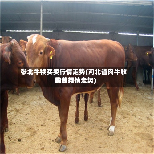 张北牛犊买卖行情走势(河北省肉牛收购费用
最新行情走势)