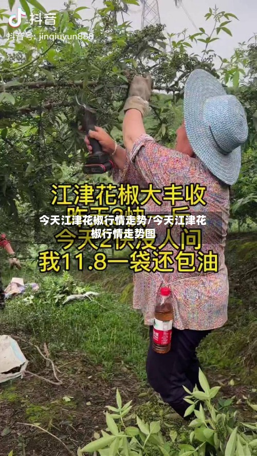 今天江津花椒行情走势/今天江津花椒行情走势图