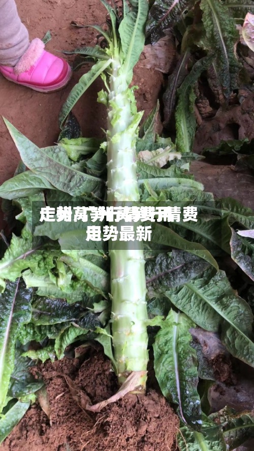 广州莴笋行情费用走势/广州莴笋行情费用走势最新