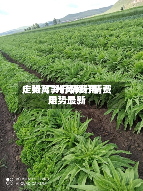广州莴笋行情费用
走势/广州莴笋行情费用
走势最新-第2张图片