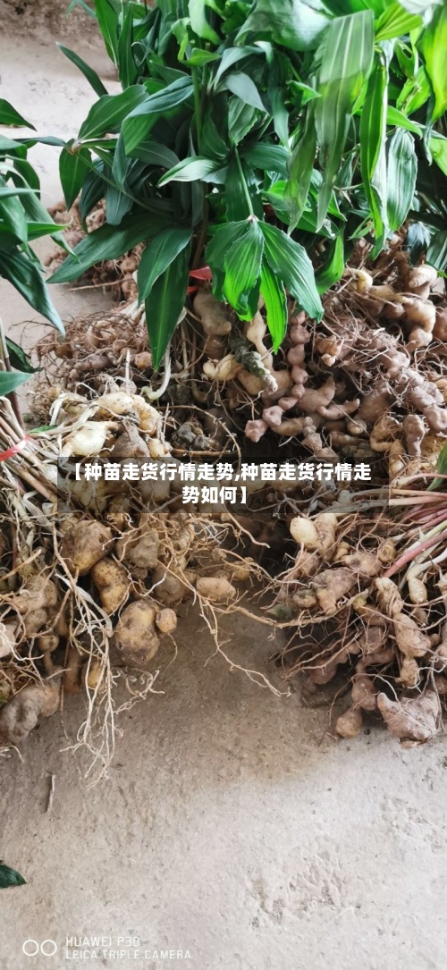 【种苗走货行情走势,种苗走货行情走势如何】-第2张图片