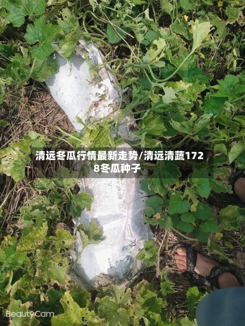 清远冬瓜行情最新走势/清远清蔬1728冬瓜种子-第3张图片