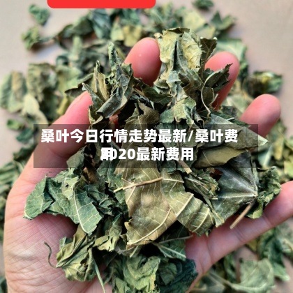 桑叶今日行情走势最新/桑叶费用2020最新费用-第3张图片